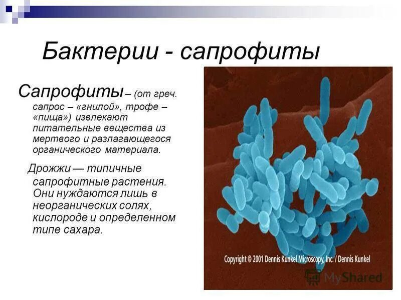 Приведите 3 примера бактерий. Сапрофиты представители бактерии. Сапрофитные бациллы. Сапрофиты микробиология примеры. Сапрофитные микроорганизмы.