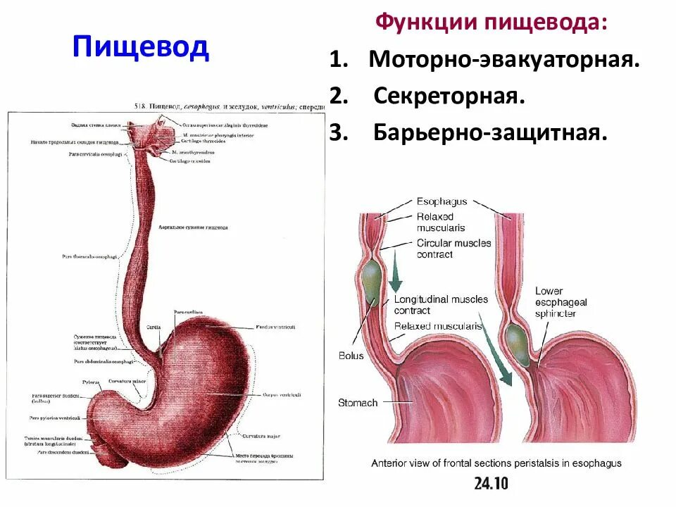 Пищеварительная система анатомия пищевод. Анатомия строения пищевода и желудка. Пищевод строение и функции анатомия. Строение пищевода вид спереди.