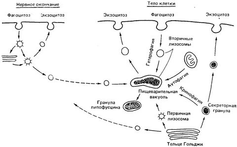 Этапы образования лизосом