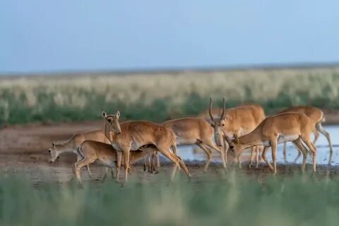 Самое крупное животное в степи