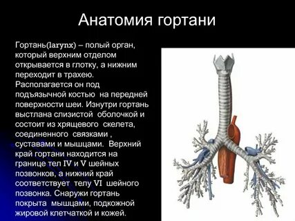 Во что переходит трахея