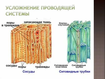 Тканевая система