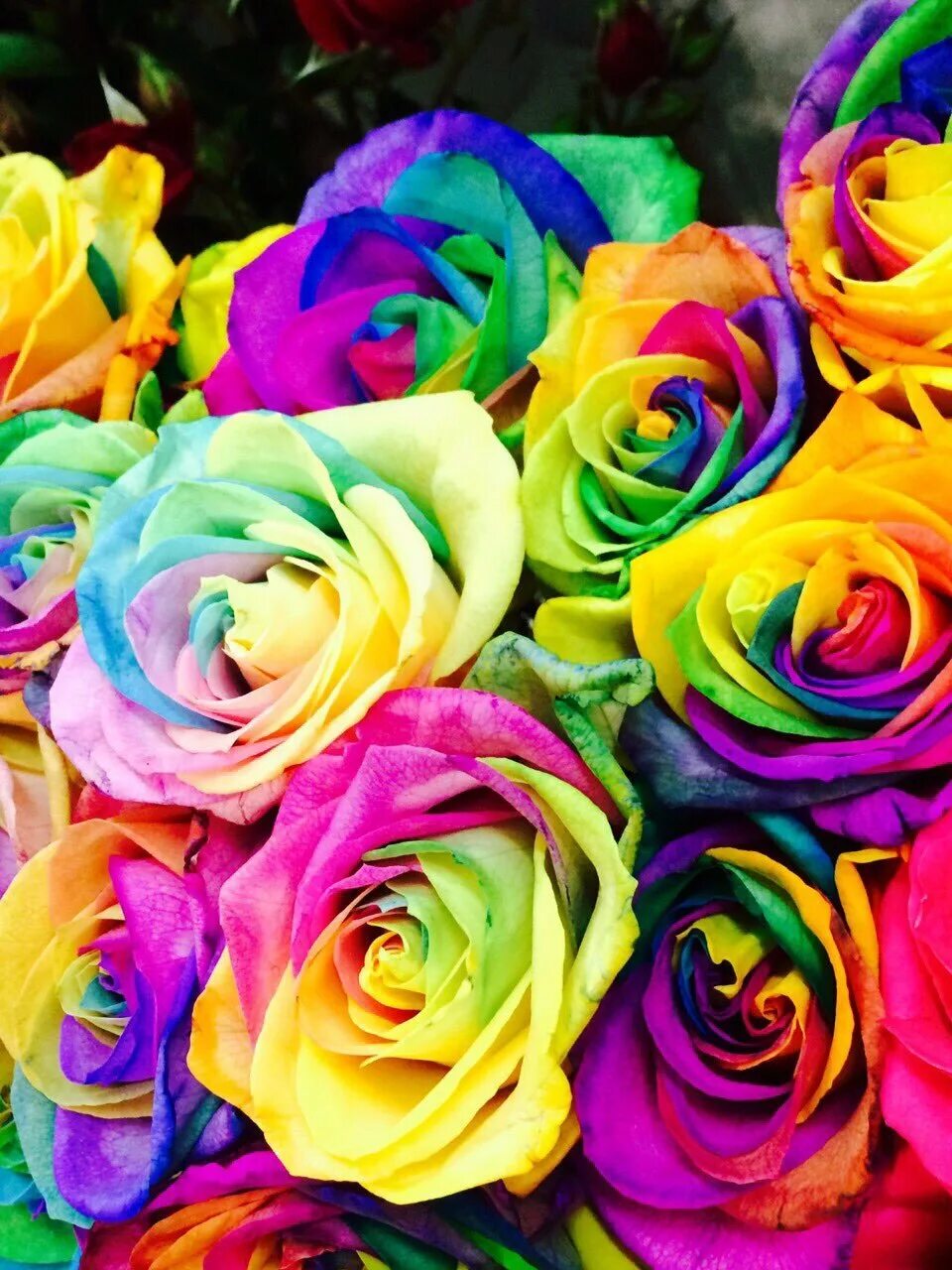 цветная роза клумбовая. радуга много цветов. роза рейнбоу. радуга много цветов. разноцветные цветы.