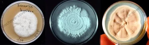 Metarhizium robertsii. Metarhizium robertsii. Среда для триходермы. Микорад триходерма. Гриба beauveria bassiana.