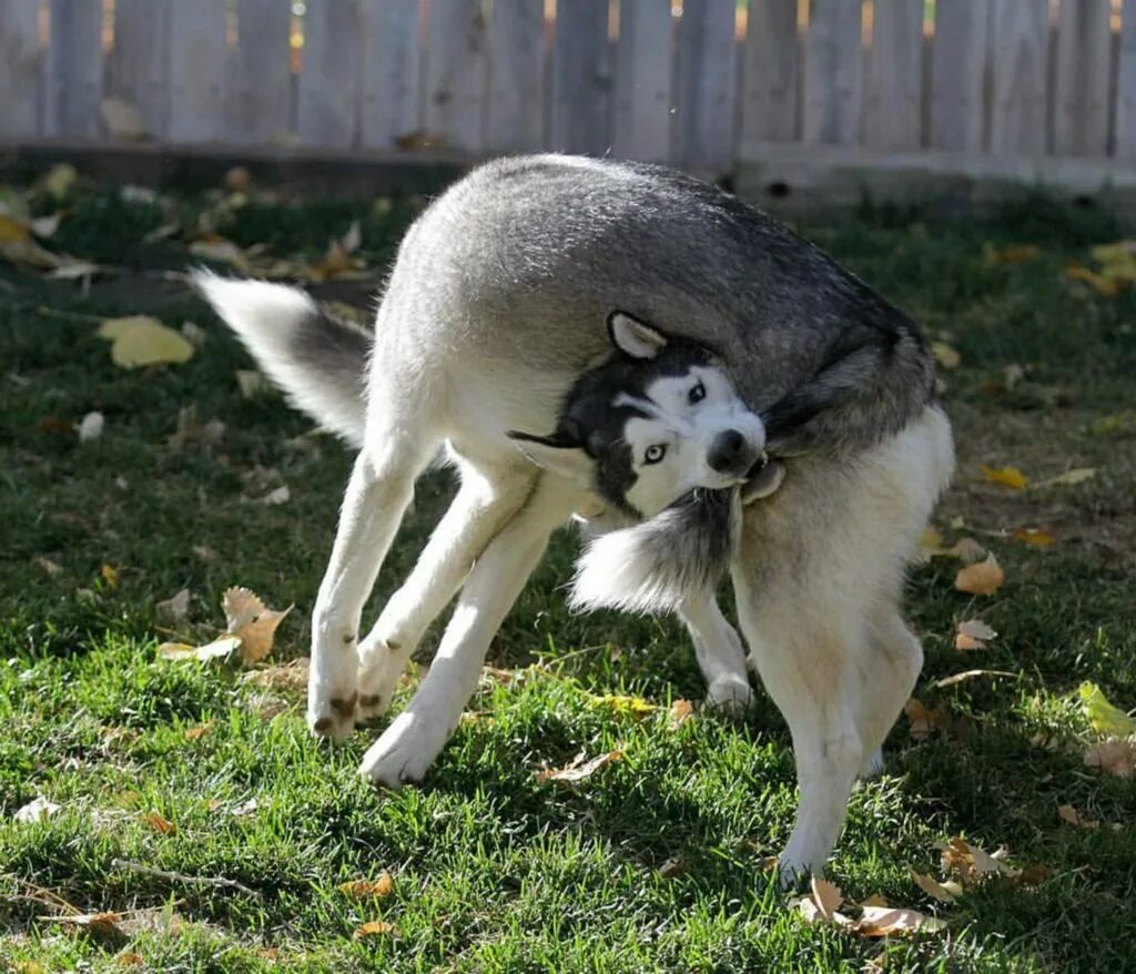 Tail biting