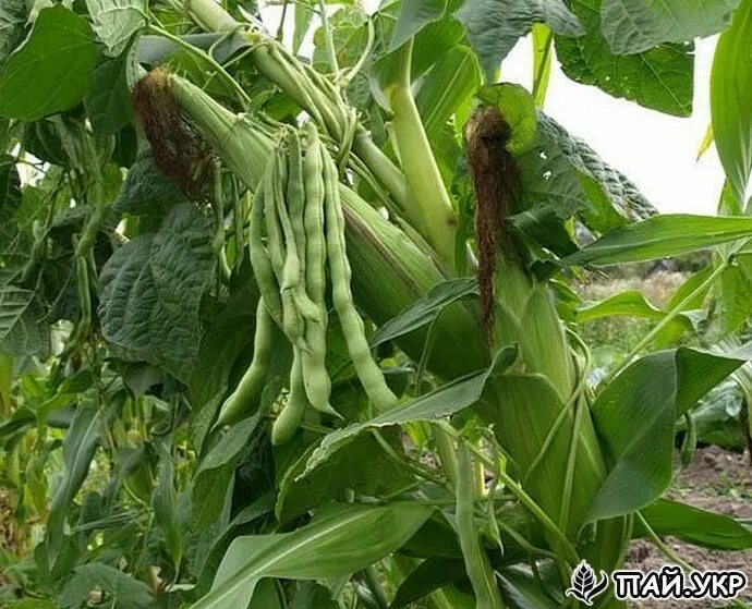 Можно ли сажать фасоль рядом. Фасоль в огороде. Тыква кукуруза и фасоль на одной грядке. Кукуруза в огуречной грядке. Фасоль на грядке.