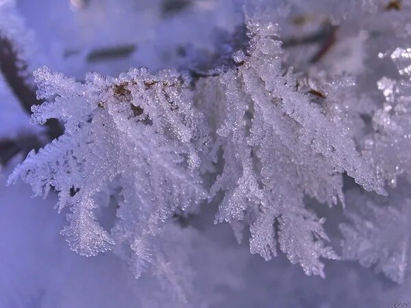 Кружева в природе. Кружева на снегу. Кружева снега. Зимнее кружево. Зимнее кружево.
