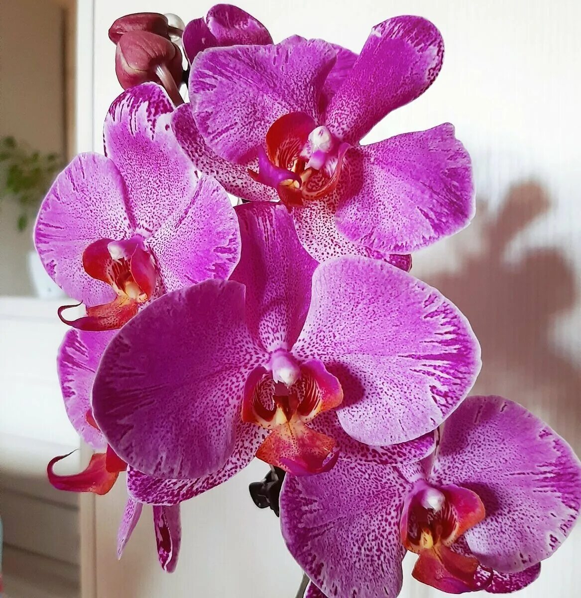 ОРХИДЕЯ фаленопсис КАЛЕЙДОСКОП Phalaenopsis Baldan's Kaleidoscope Golden Treasur
