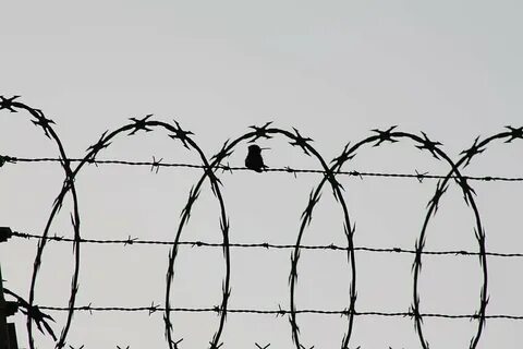 Шуфутинский проволока колючая в три ряда