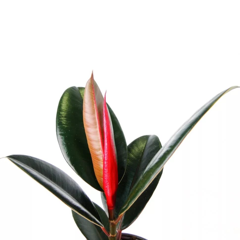 Эластика робуста. Фикус каучуконосный эластика. Фикус эластика микс. Фикус elastica robusta. Фикус робуста (robusta).