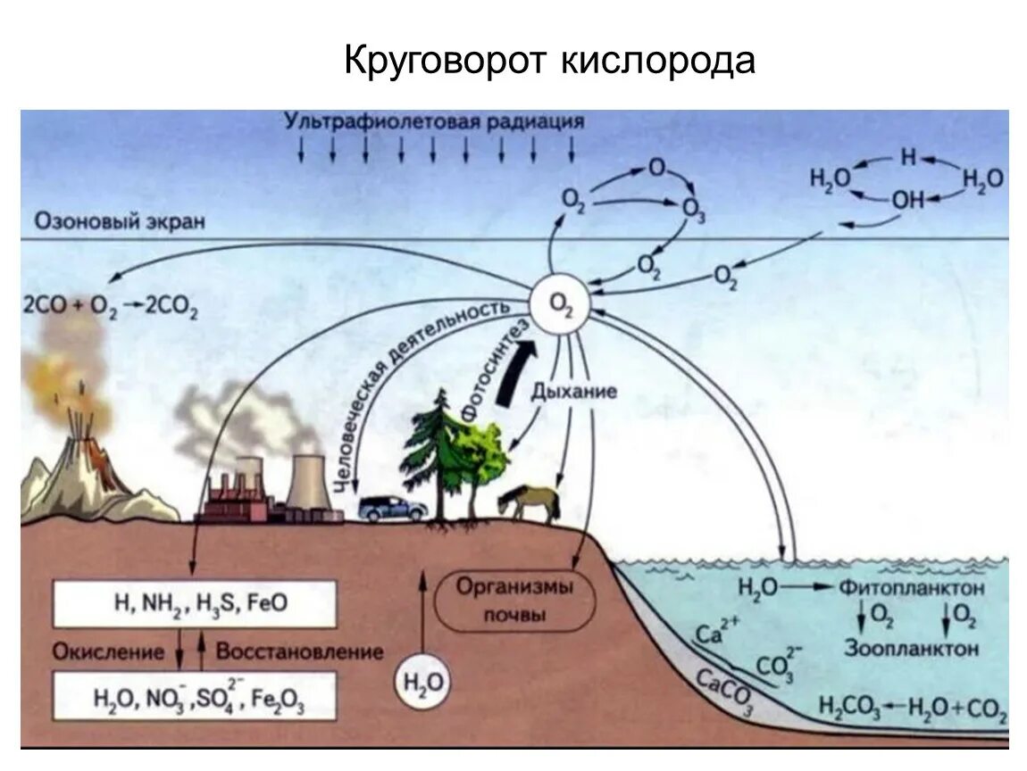 Биогеохимический цикл кислорода схема. Круговорот кислорода в биосфере схема. Круговорот пкислородав биосфере. Биогеохимический круговорот кислорода. Откуда в воде кислород
