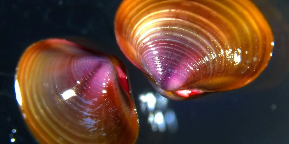 морская ракушка тридакна. 1 двустворчатый моллюск. раковина жемчужница морская. тридакна морская цикада. 1 двустворчатый моллюск.