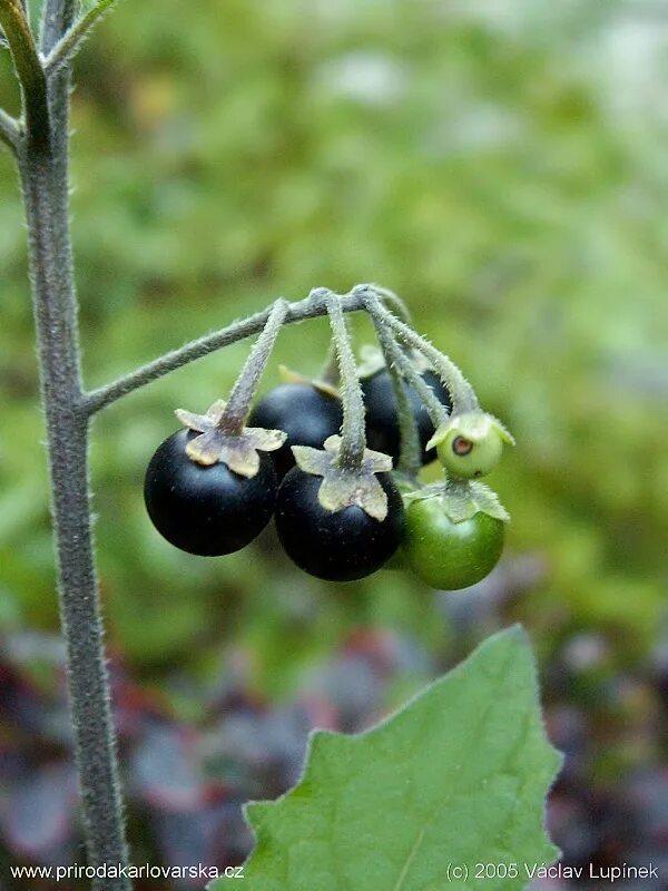 Паслен ягода. Паслён чёрный. Паслен черный (Solanum nigrum). Паслён чёрный (Solanum nigrum l.).