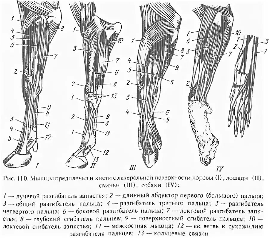 Сухожилие животных