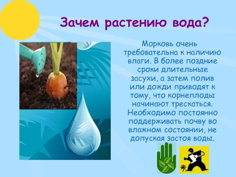 В пресной воде морковь через три дня