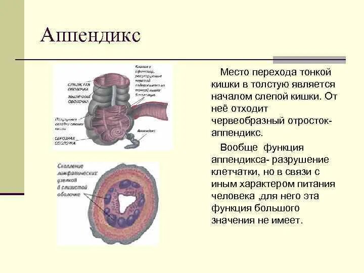 Развитие аппендикса. Пищеварительная система аппендикс. Аппендикс особенности строения и функции таблица. Червеобразный отросток строение функции. Аппендикс строение и функции.