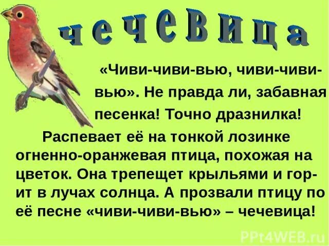 Соловей описание. Презентация весенние птицы. Плесеник геншин импакт. Плесенник геншин импакт. Маленькая птичка прилетела к нам, к нам!.