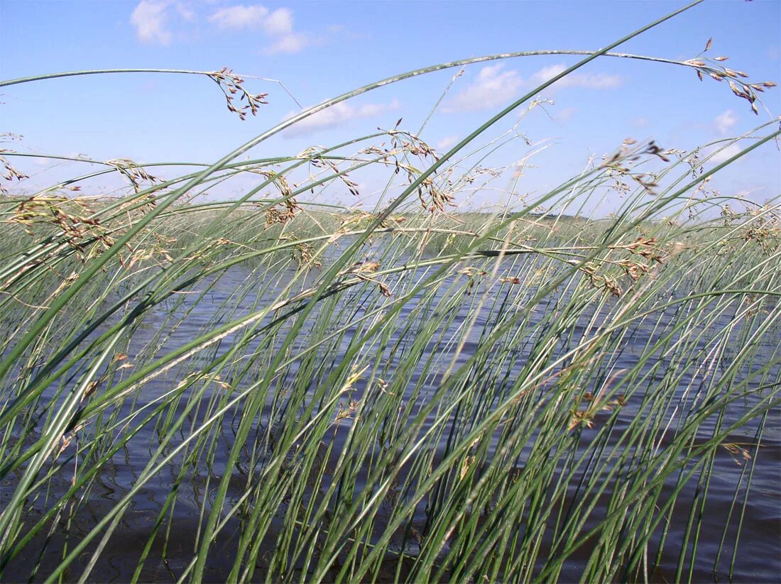 Камыш растение фото. Камыш Озёрный Scirpus lacustris. Схеноплектус Озерный. Камыш Куга Схеноплектус Озёрный. Камыш Озерный - Scírpus lacustris.