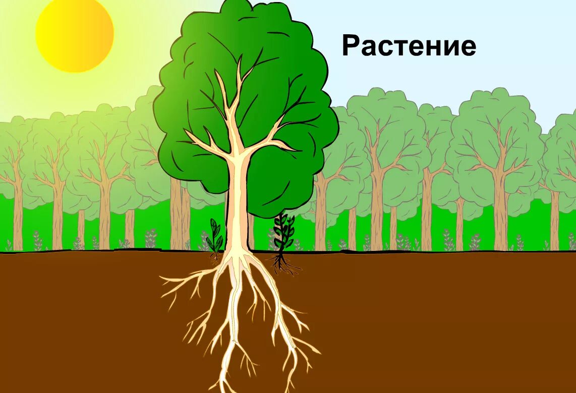 Корень растения для дошкольников. Корень растения для детей. Питание растений. Строение дерева для детей. Корни картинка для детей