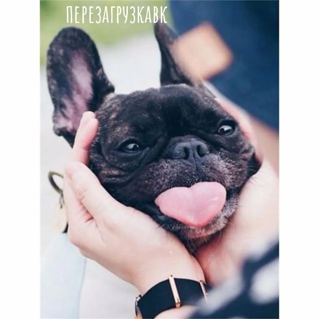 Добрый бульдог. Доброе утро французский бульдог. Добрый бульдог. Французский бульдог. Лысый бульдог порода.