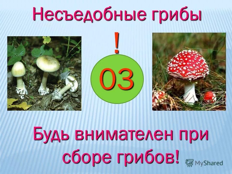Несъедобные грибы. Несъедобные грибы для человека. Несъедобные грибы 2 класс. Несъедобные грибы из пластилина.