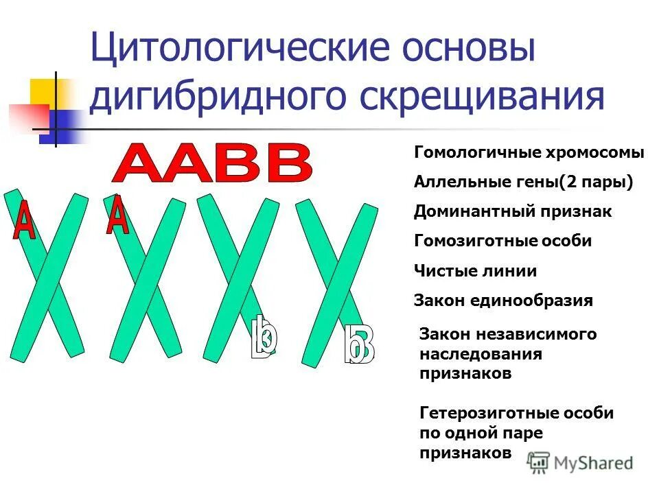 Аллельные хромосомы. Цитологические основы дигибридного скрещивания. Аллельные гены в хромосомах. Гомологичные хромосомы и аллельные гены.