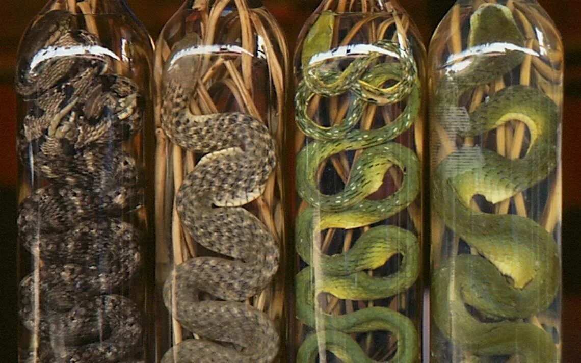 Водка со змеей. Китайская водка со змеей. Напиток со змеей. Snake wine вьетнам. Вьетнамская змеиная водка.