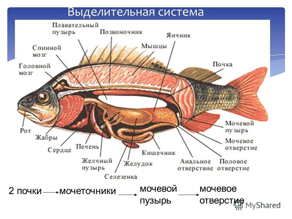 Наружное строение речного окуня. Анатомия кошки сфинкса. Как выглядит внутреннее строение. Строение малощетинковых червей червей. Анатомия брюшной полости человека схема расположения.