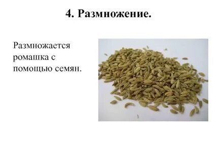 Семена помощи