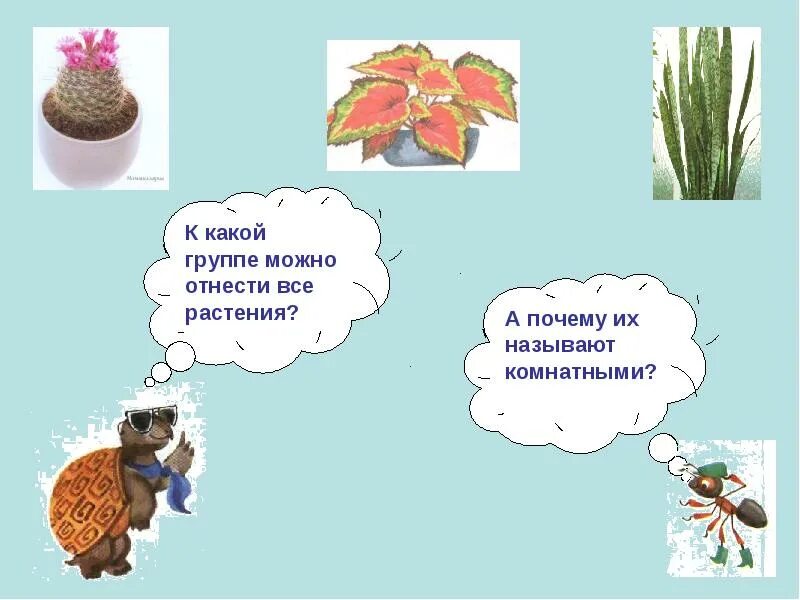 Какие растения живут долго. Как живут растения. как живут растения презентация. окружающий мир как живут растения. как живут растения 1 класс.
