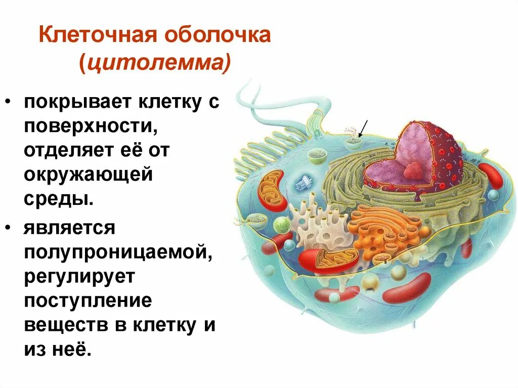 Из чего состоит оболочка клетки. Строение оболочки клетки. Строение клетки 5 класс клеточная мембрана. Клеточная мембрана цитолемма. Клеточная мембрана это в биологии 5.