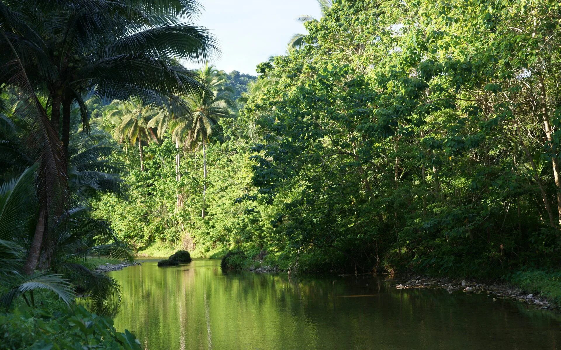 Jungle river