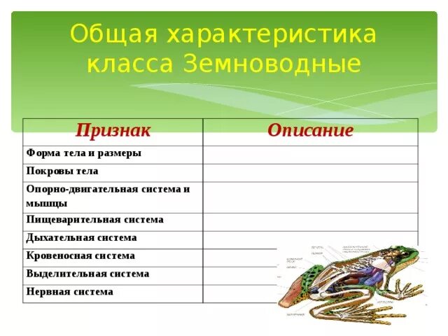 Главные особенности земноводных. Таблица земноводные 7 класс биология. Внутреннее строение земноводных 7 класс биология таблица. Класс земноводные 7 класс биология таблица. Класс земноводные строение земноводных.