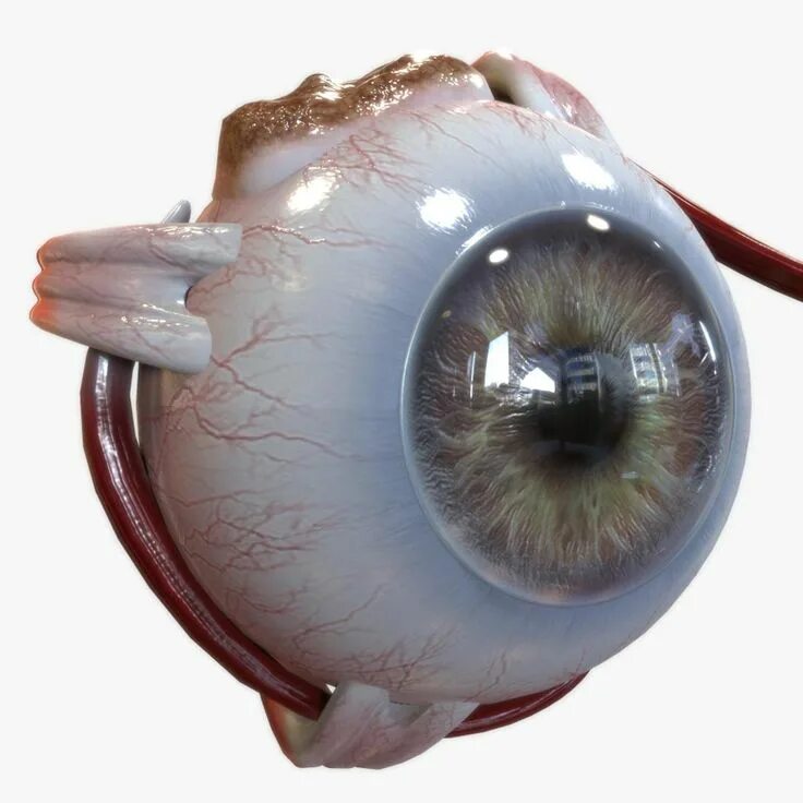 Eye 3d model