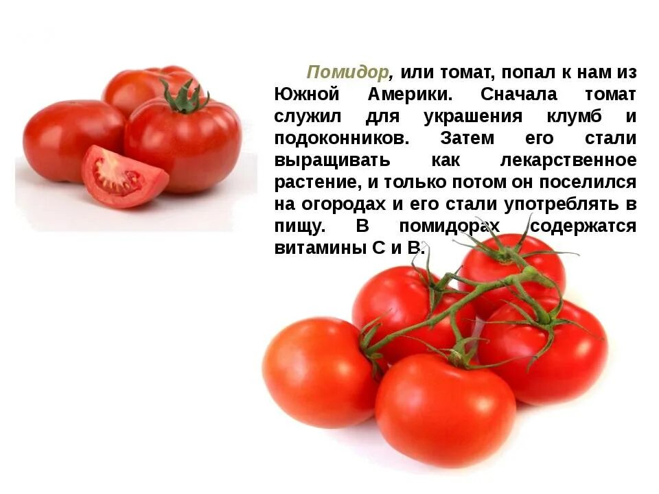 Помидоры картинка описание