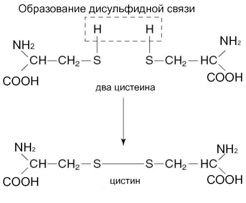 Образование дисульфидных связей в белке. Образование дисульфидной связи между остатками цистеина. Реакция образования дисульфидной связи. Дисульфидная связь между аминокислотами. Образование дисульфидной связи в белках.