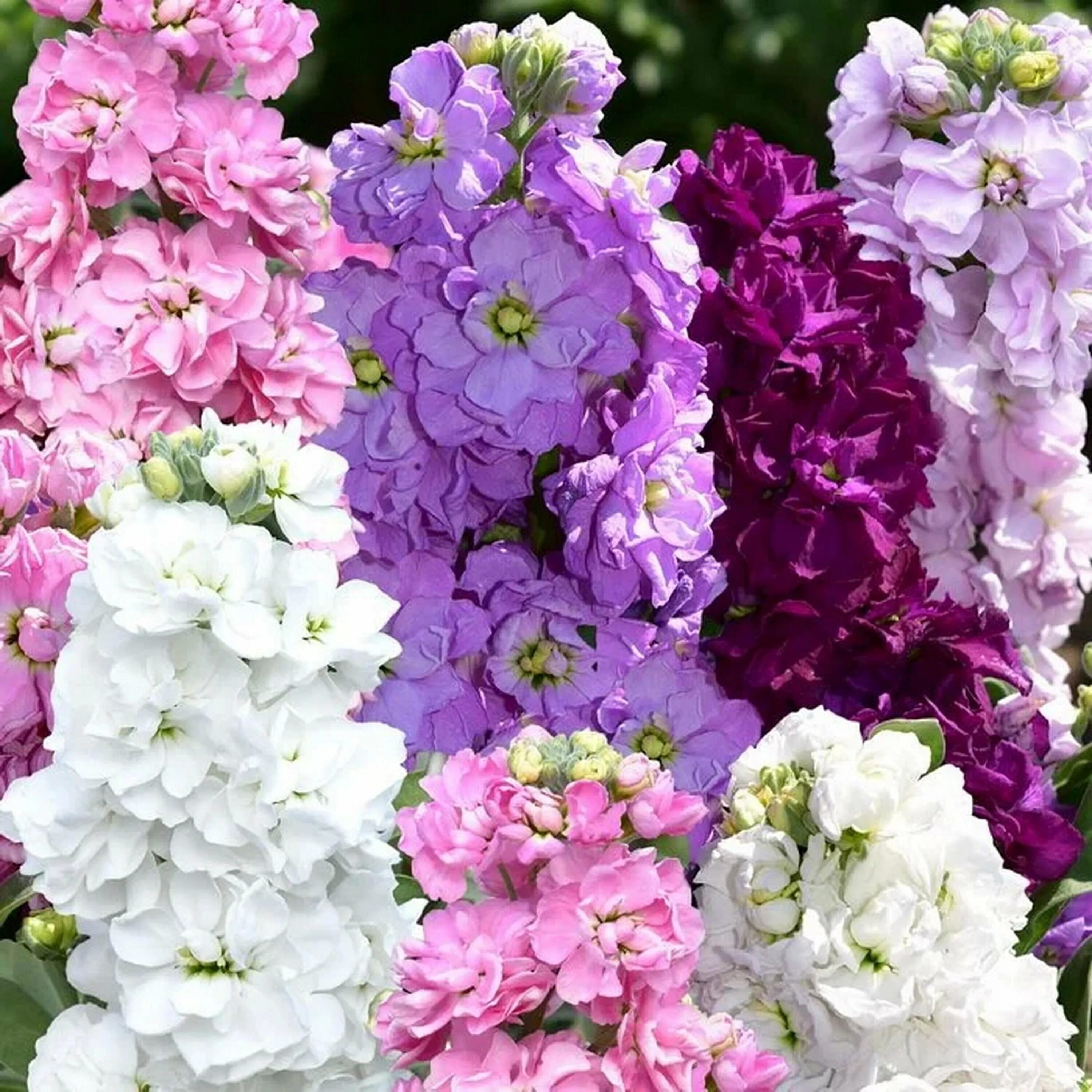 маттиола левкой. левкои махровые фото. левкои махровые фото. левкой цветок маттиола. матиола махровая букетная.