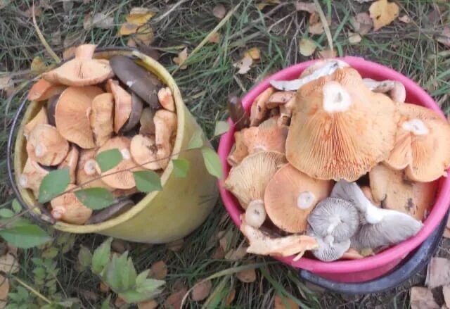Грибы в самаре. Опёнок луговой. Грибники самарской обл. Грибники самарской обл. Когда появятся первые грибы в бурятии.