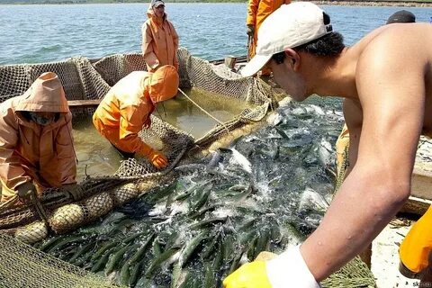 Приморский край рыбаки