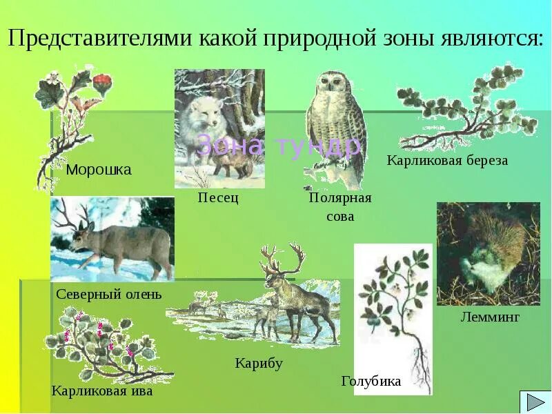 В какой зоне обитает карликовая береза. Полярная Ива природная зона. Карликовая Ива природная зона. Природная зона тундры карликовая Ива. Карликовая береза природная зона.