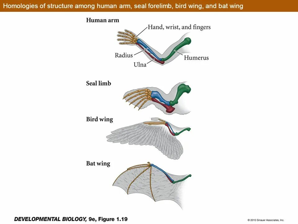 Structure of Birds' Morphology. To the Wing structure. Structure of Bird feature. He structure of the Bird. В позвоночнике птиц тест