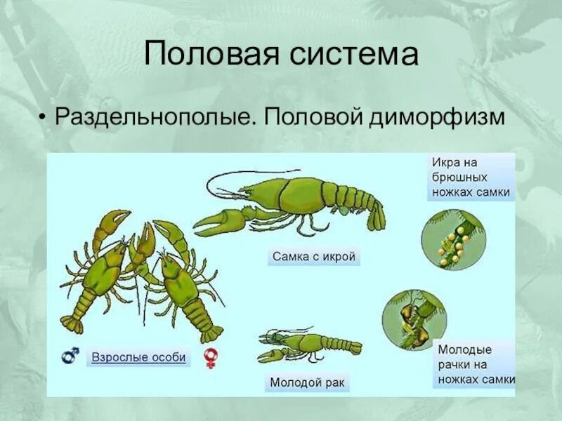 Половая система членистоногих. Жизненный цикл ракообразных схема. схема развития ракообразных. система размножения ракообразных. органы размножения ракообразных.