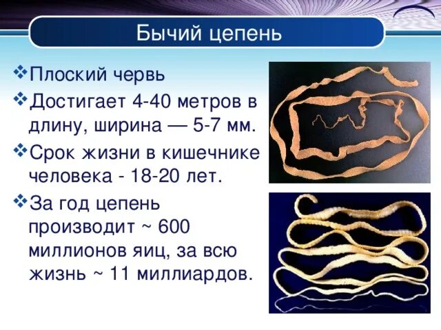 Сколько метров бычий цепень. Ленточный червь цепень.