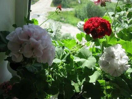 Пеларгония летом