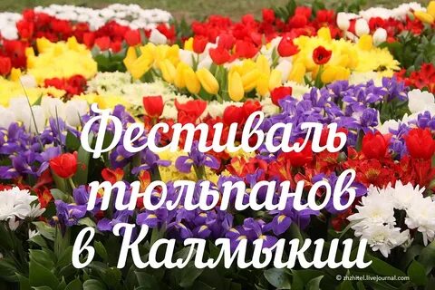 Погода в тюльпанах на 10 дней