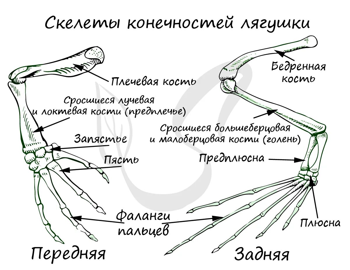 Скелет лягушки отделы позвоночника. Строение конечностей лягушки. Строение задней конечности лягушки. Кости пояса передних конечностей у лягушки. Назовите кости пояса передних конечностей птицы