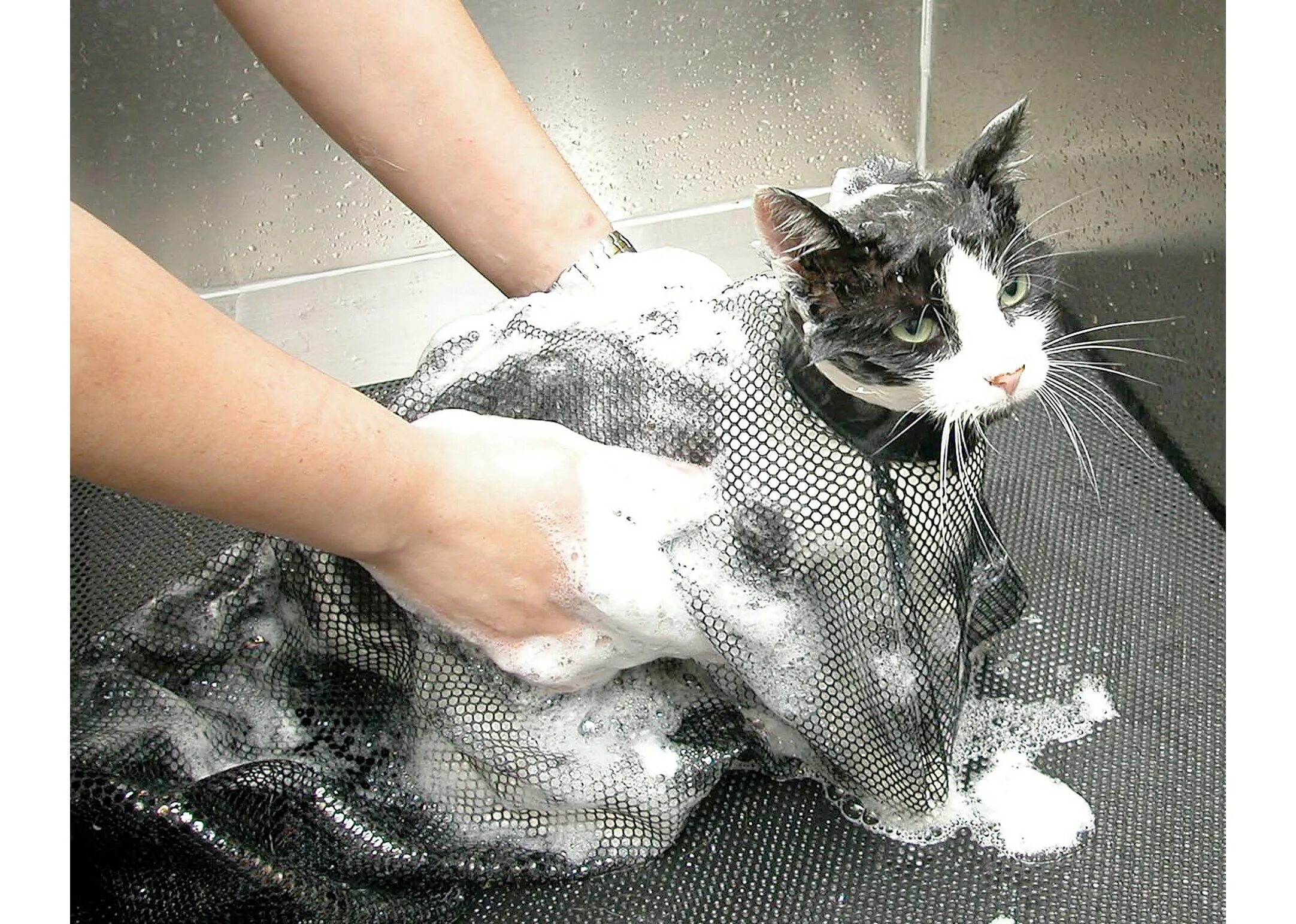 Кошка после мытья. Приспособление для мытья кошек. Сетка для помывки кота. Сетка для купания кота. Помытый кот.