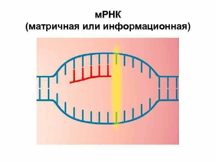 Матричная РНК строение. Информационная или матричная РНК. Строение МРНК. Информационная РНК строение.