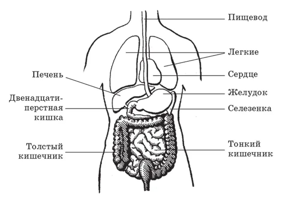 Структура органов человека. Внутренние органы человека схема схема. Схема строения тела человека с внутренними органами. Схема человека с внутренними органами сбоку. Схема расположения внутренних органов пищеварительная система.