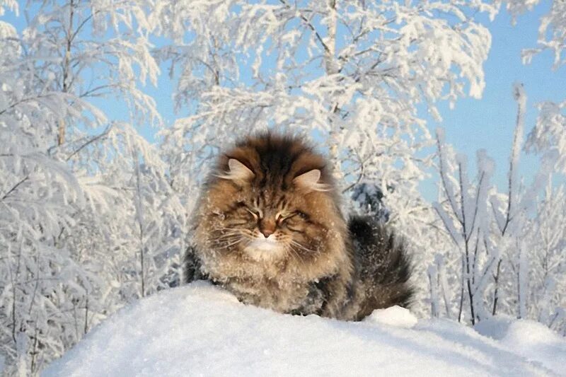 Зимнее утро с животными картинки. Кошки зимой. Пушистый снег. Сибирский кот. Зимнее утро животные.